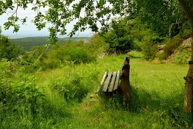 仅展示了中 仅展示了中